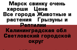 Марск свинку очень хароши › Цена ­ 2 000 - Все города Животные и растения » Грызуны и Рептилии   . Калининградская обл.,Светловский городской округ 